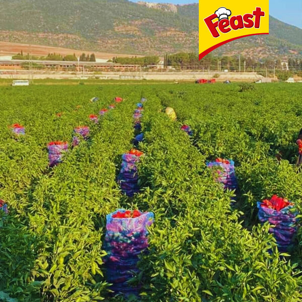 İzmir Bölgesinde İlk Kapya Biber Hasadımız Tamamladık!